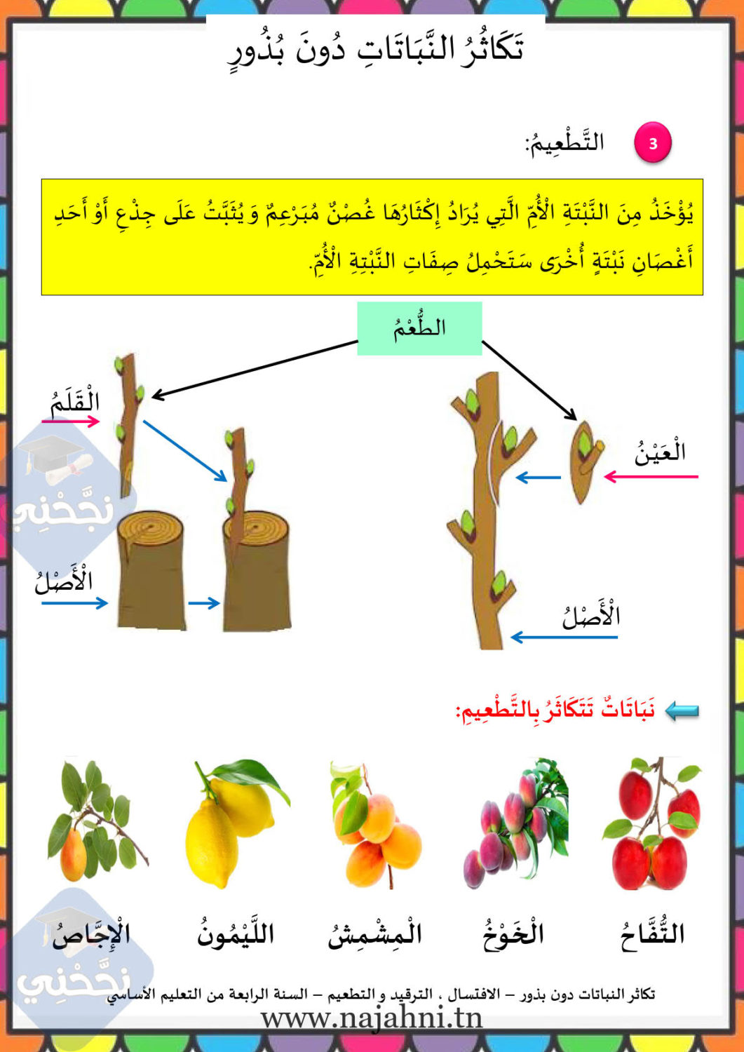 تتكاثر النباتات اللابذرية بواسطة